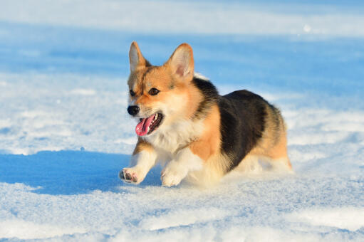 Un pembroke welsh corgi courant à toute allure à travers le Snow