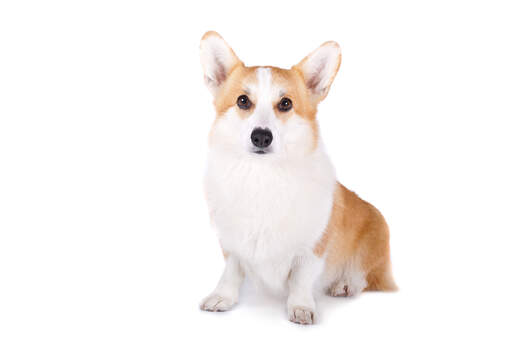 Un beau pembroke welsh corgi adulte assis proprement avec ses oreilles dressées