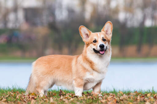 Un magnifique pembroke welsh corgi, montrant ses pattes courtes et son beau corps long.