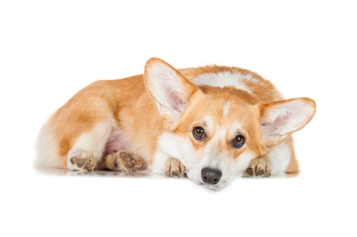 Gros plan sur les belles grandes oreilles et le pelage doux d'un pembroke welsh corgi.