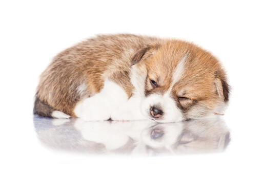 A GorGeonous petit pembroke welsh corgi faisant la sieste