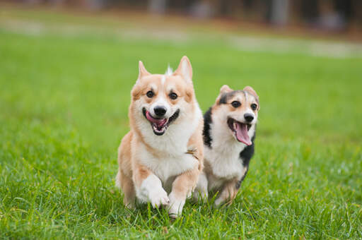 Deux pembroke welsh corgis adultes, en bonne santé, profitant d'un peu d'exercice ensemble.