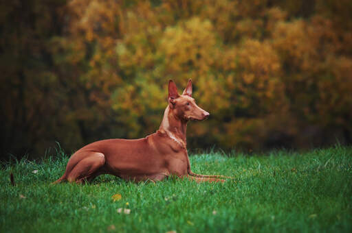 Un magnifique chien de pharaon adulte se reposant, bien couché dans l'herbe