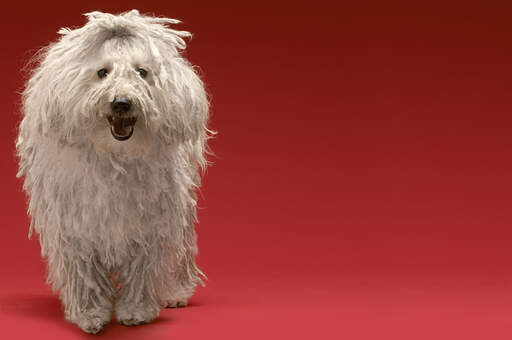 Le beau petit visage et le long manteau blanc d'un komondor