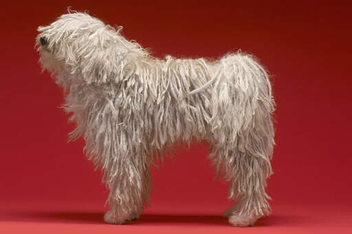 Un komondor se tenant debout, montrant ses incroyables longues jambes