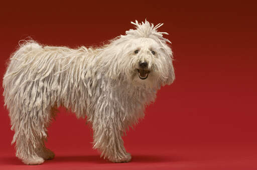 Un komondor adulte en bonne santé avec un pelage blanc, épais et bien entretenu.