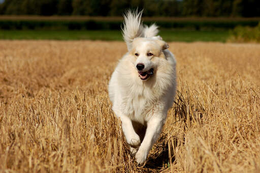 Un merveilleux chien de montagne pyrénéen galopant à travers un champ