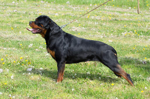 Le corps incroyable et musclé d'un rottweiler