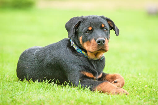 Un magnifique petit rottweiler couché dans l'herbe.