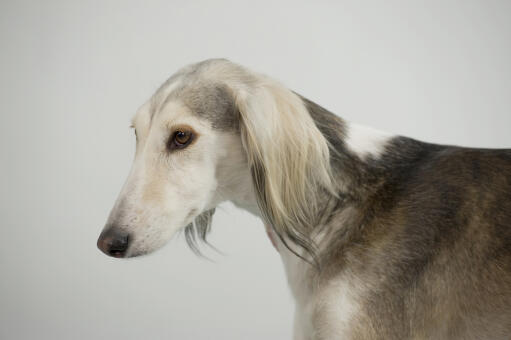 Gros plan sur le pelage incroyablement doux et léger d'un saluki