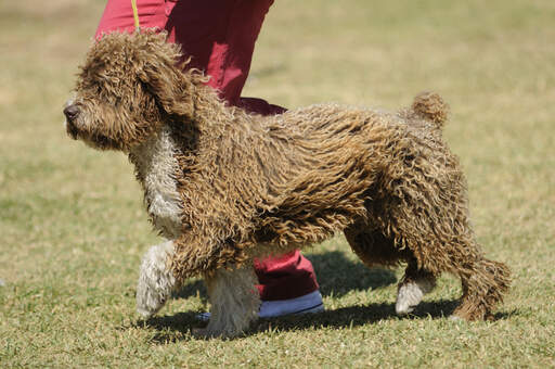 Un beau chien d'eau espagnol d'exposition avec une courte queue touffue