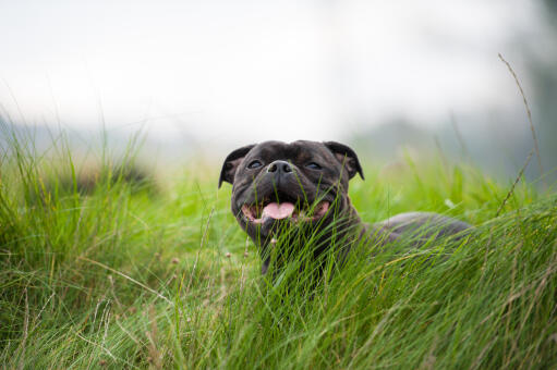 Un staffordshire bull terrier noir se reposant dans l'herbe longue