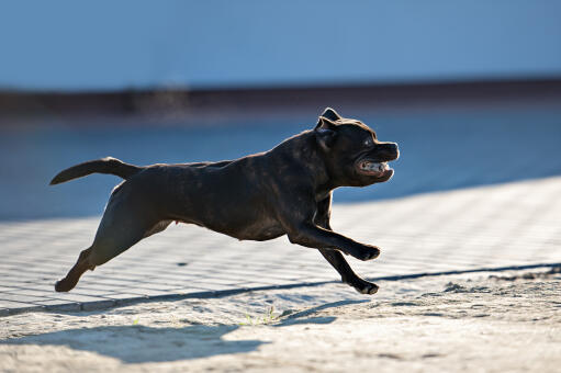 Une femelle staffordshire bull terrier en bonne santé courant à pleine allure