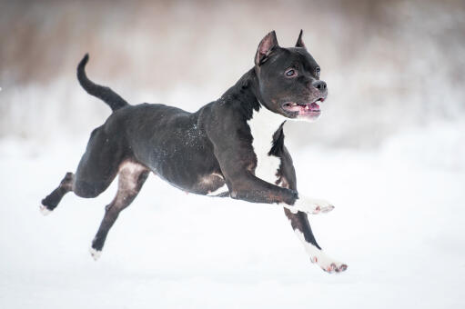 Un musclé staffordshire bull terrier bondissant à travers le Snow