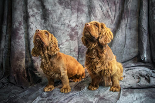 Deux magnifiques petits épagneuls du sussex assis patiemment, attendant un peu d'attention