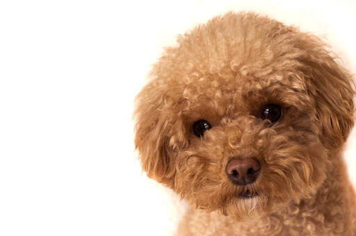 Gros plan sur le magnifique pelage doux et les petits yeux en bouton d'un caniche jouet.