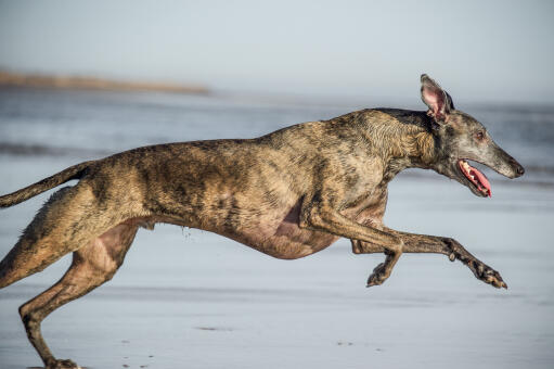 Le merveilleux corps long et les oreilles pointues d'un whippet