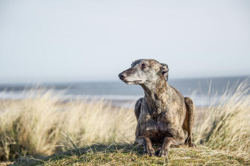 Un whippet adulte bien couché sur les dunes de sable