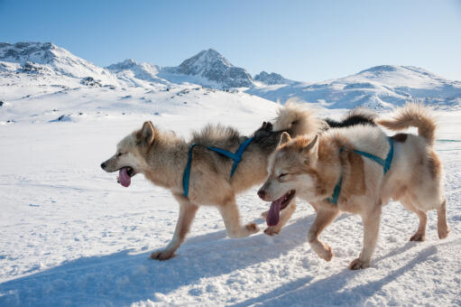 Chiens de traîneau au groenland