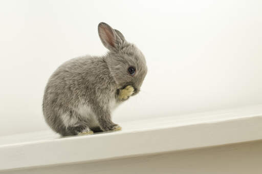 Un incroyable petit lapin nain des pays-bas se nettoyant tout seul