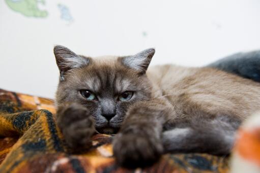 Chat fumé british shorthair regardant à l'extérieur d'une couverture