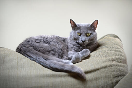 Un chat korat à l'allure royale