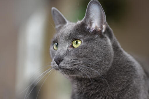 Un chat korat alerte avec de grandes oreilles