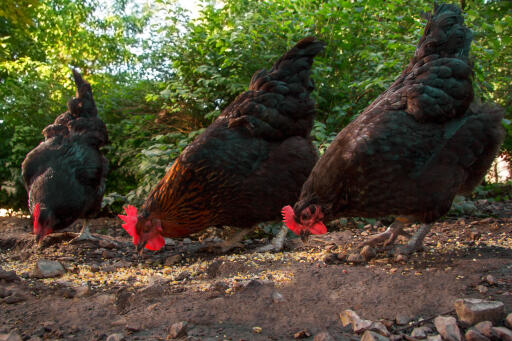 Australorps-chicken-pecking