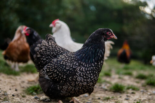 Barnevelder-poulet-pâture