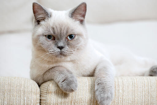 Chat british shorthair colourpoint penché sur un bras de canapé