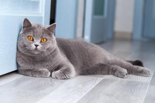 Chat british shorthair couché sur le sol d'une cuisine