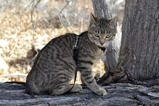 Un charmant bobtail américain avec des marques de tabby