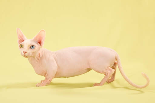 Un chat bambino aux jambes trapues avec une longue queue rose