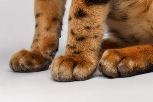 Les pattes de tigre d'un chat bengal