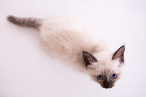 Un chaton birman seal pointed aux yeux très bleus