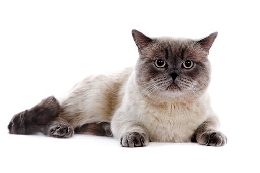 Un chat british shorthair avec un brillant pelage colourpoint Un chat british shorthair avec un brillant pelage colourpoint