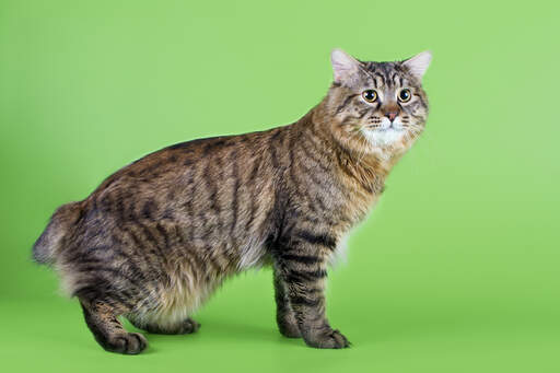 Un bobtail kurillien brown tabby au look sauvage