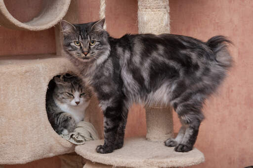 Un bobtail kurillian tabby marbré avec un pelage plumeux