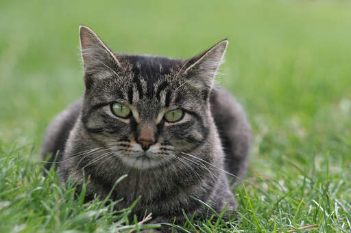 Un chat manx tabby couché dans l'herbe