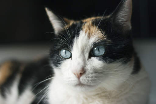 Un chat ojos azules avec les yeux bleus brillants qui font sa renommée.