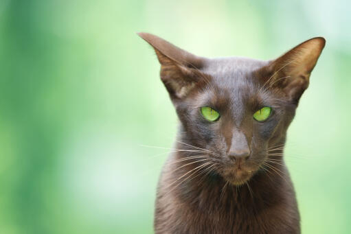 Un joli oriental cannelle aux yeux verts