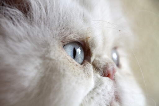 Un joli chat en camée avec des yeux bleus et un nez en bouton rose