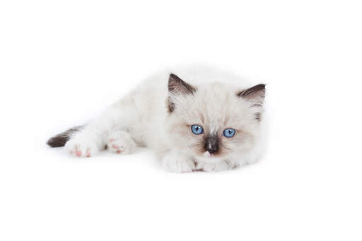 Un chaton ragdoll qui vient de commencer à développer des marques pointues