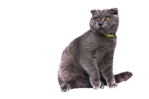 Un chat gris de race écossaise