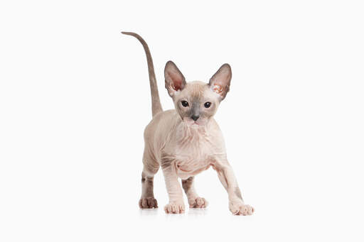 Un chaton sphynx aux grands yeux