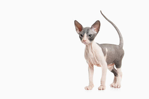 Un chat sphynx bicolore