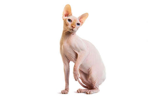 Un chat sphynx pâle avec sa peau ridée caractéristique