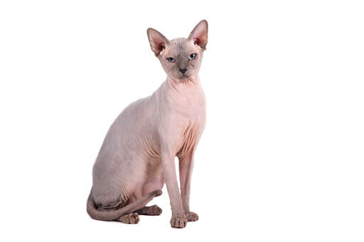 Le premier sphynx s'appelait prune.