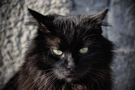 Un chat noir tiffanie