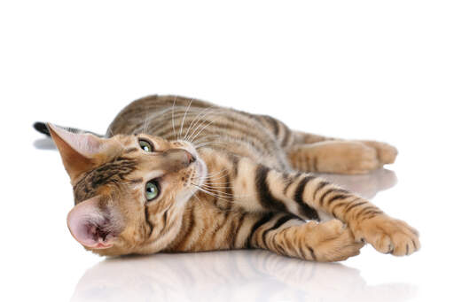 Un toyger est un chat domestique conçu pour ressembler à un tigre Un toyger est un chat domestique conçu pour ressembler à un tigre